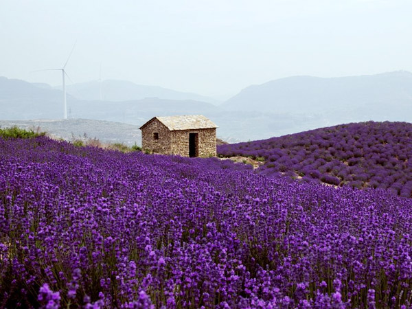 九山薰衣草花海