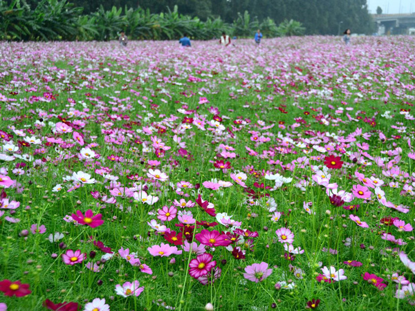 孔雀草花海