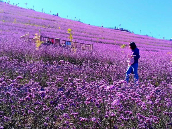 保定马鞭草花海