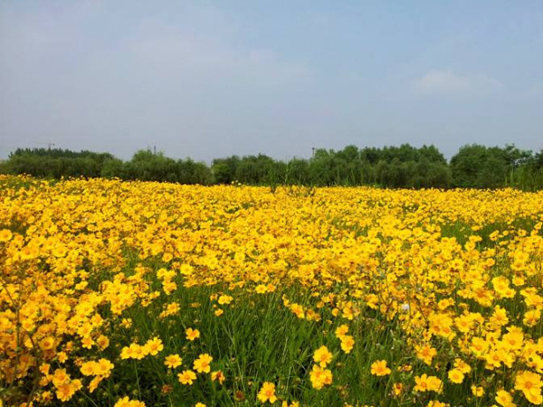 九江金鸡草花海