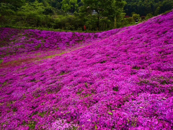 芝樱花海